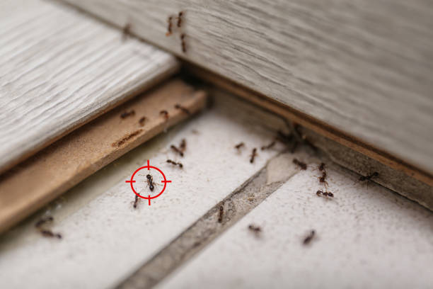 Best Best Pest Control Companies  in Laguna Heights, TX