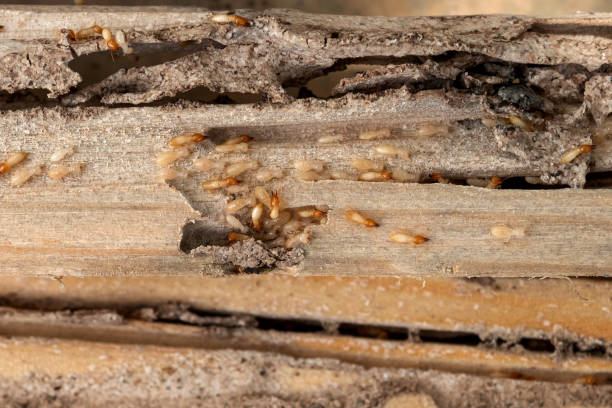 Best Pest Control Near Me in Laguna Heights, TX