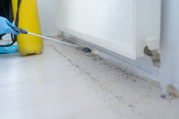 Best Bed Bug Extermination  in Laguna Heights, TX