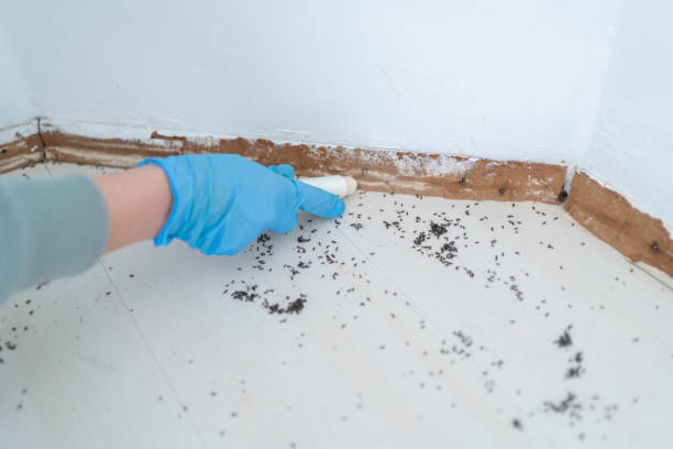Best Affordable Pest Control Services  in Laguna Heights, TX
